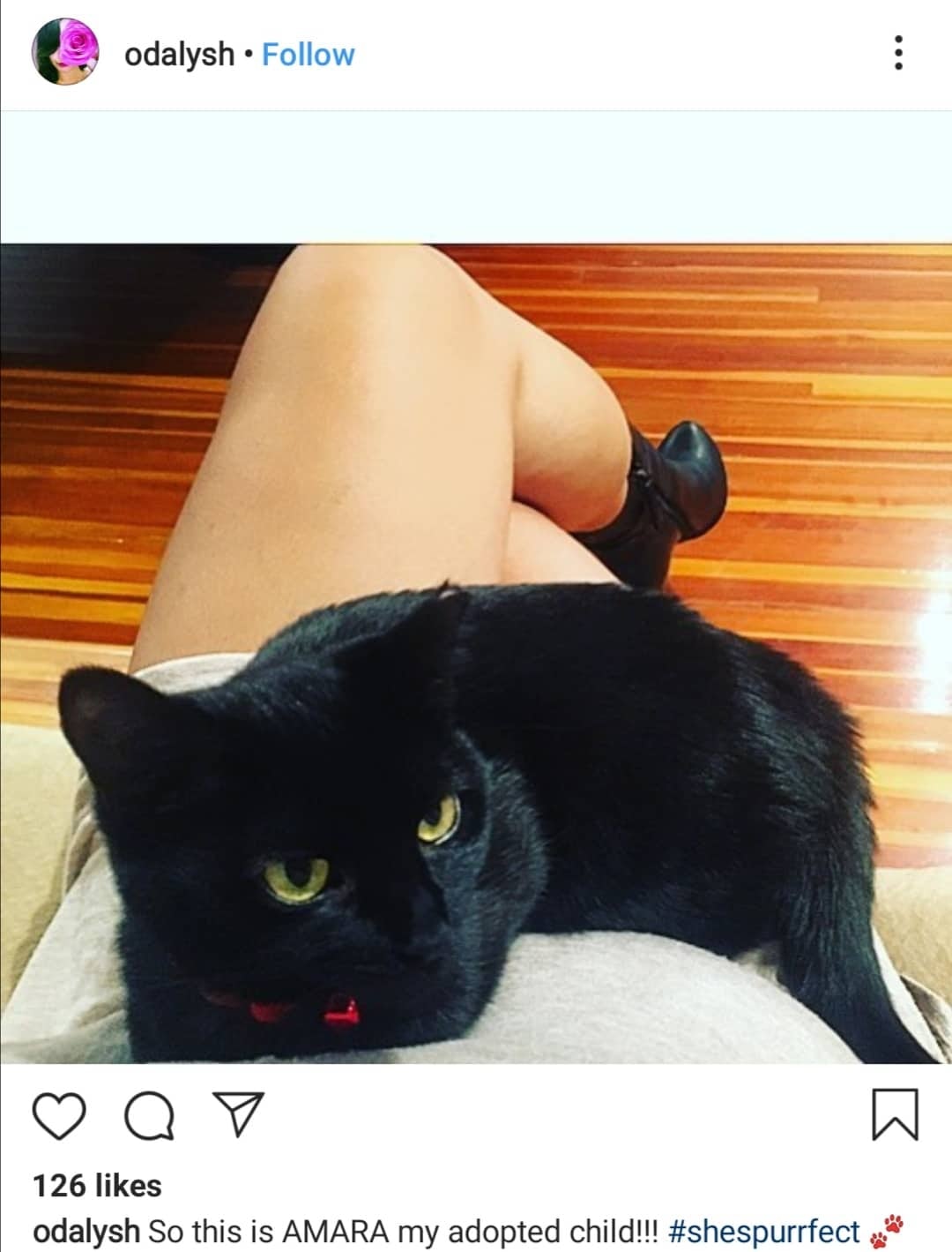 Cat Captions for Instagram