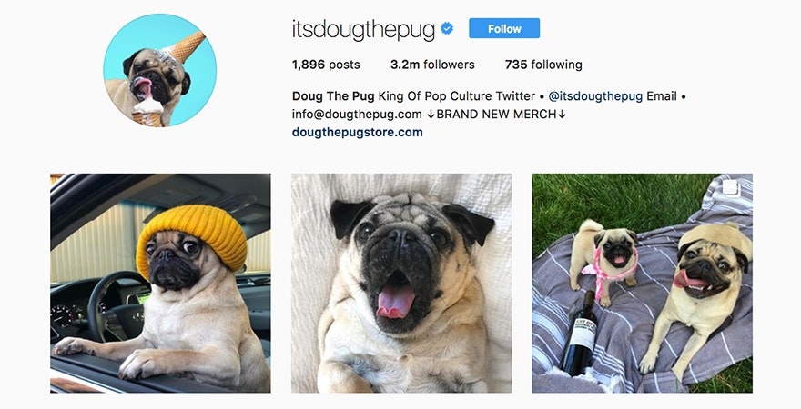 Doug The Pug - Personal Brand Examples